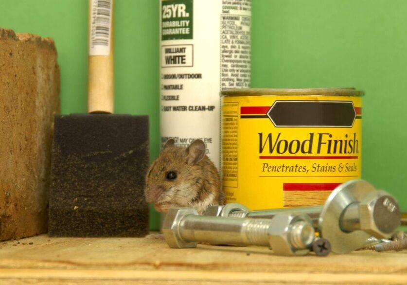 keep-rodents-out-of-your-garage-with-these-tips-2048x1171